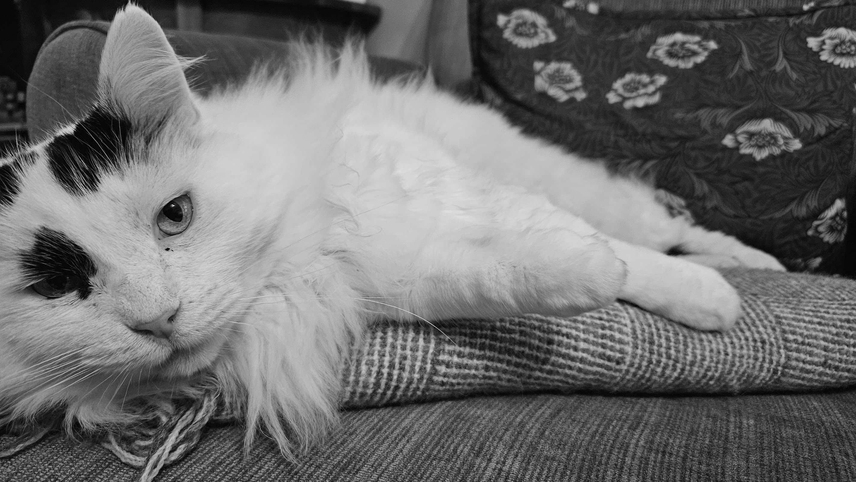 Magnus, my cat, is looking at you